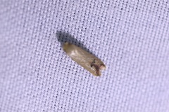 Tachystola hemisema