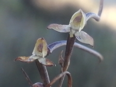 Disa salteri