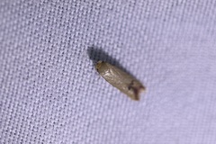 Tachystola hemisema