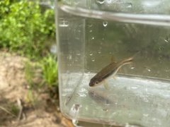 Notropis lutipinnis