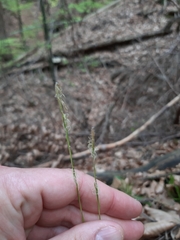 Carex alba