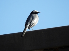 Motacilla alba personata