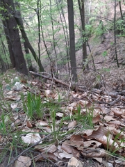 Carex alba