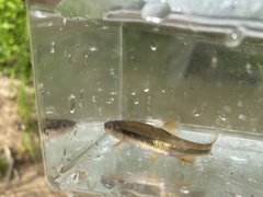 Notropis lutipinnis