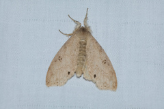 Calliteara angulata