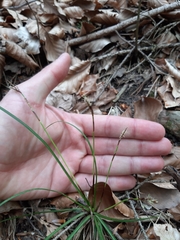 Carex digitata