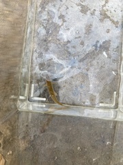 Notropis lutipinnis