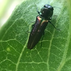 Agrilaxia texana