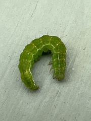 Hypena proboscidalis