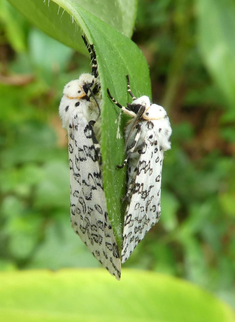 Alpenus