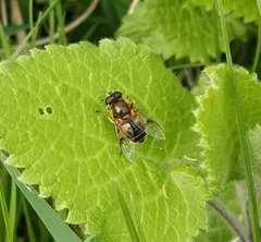 Eristalis horticola