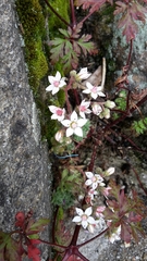 Saxifragales