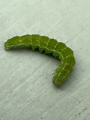 Hypena proboscidalis