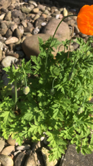 Papaver cambricum