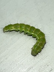 Hypena proboscidalis