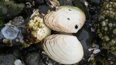 Macoma inquinata