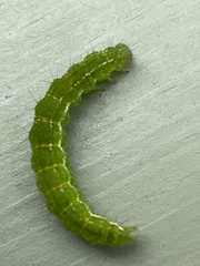 Hypena proboscidalis