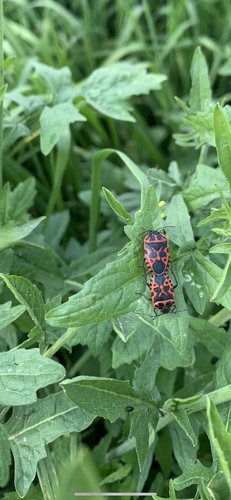 Eurydema ventralis