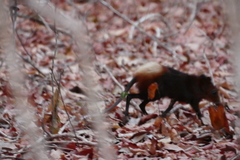 Rhynchocyon chrysopygus