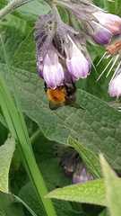 Bombus pascuorum