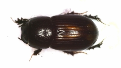 Phaeaphodius