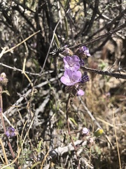 Phacelia vallis-mortae