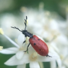Pelonides quadripunctata