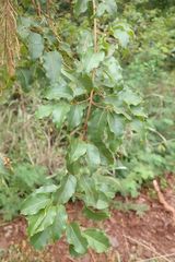 Combretum padoides