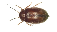 Contacyphon variabilis