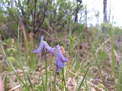 Corydalis pauciflora