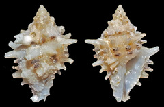 Muricopsis