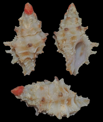Muricopsis