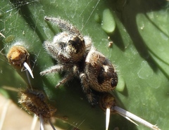 Phidippus maddisoni