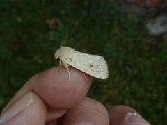 Orthosia cruda