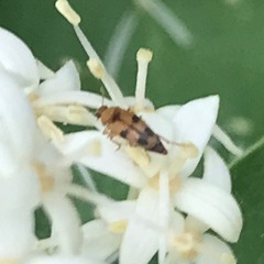 Diclidia