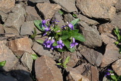 Viola irinae