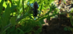 Sphecodes crassus