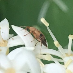 Diclidia