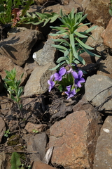 Viola irinae