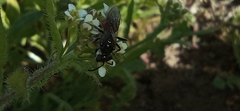 Sphecodes crassus