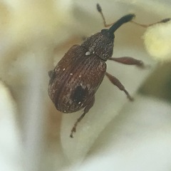 Anthonomus signatus