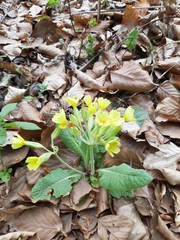 Primula × polyantha