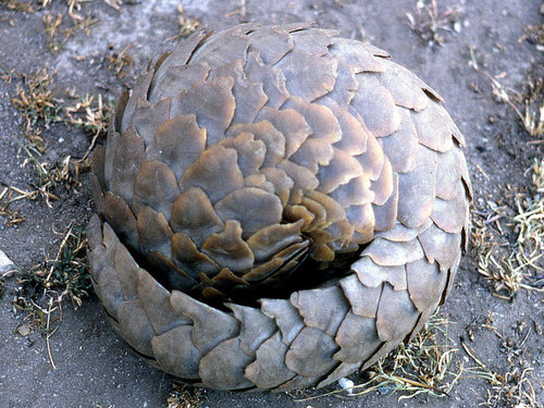 Temminck's Ground Pangolin