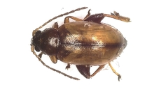 Longitarsus tabidus