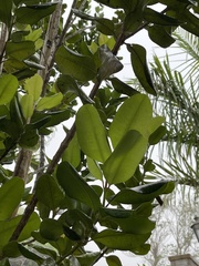 Pimenta racemosa