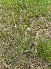 Pseudopodospermum molle