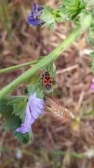 Pyrrhocoris apterus