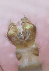 Neolimonia dumetorum