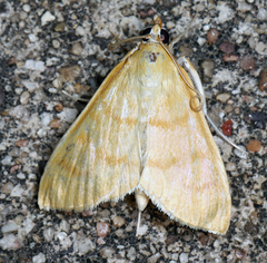 Helvibotys helvialis