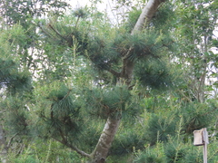 Pinus morrisonicola